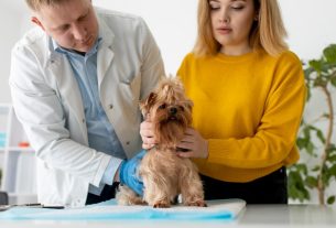 Top 5 Pet Insurance Providers in 2025 A Complete Guide